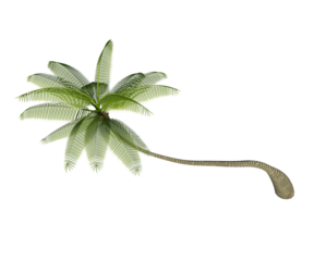 Albero con e senza foglie di vari colori  verdi, gialle, rosse o, arancioni o multicolore fondo trasparente e isolato