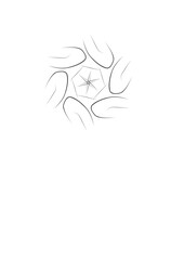 bird of paradise flower