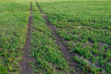 Obraz premium A dirt road in a field of grass