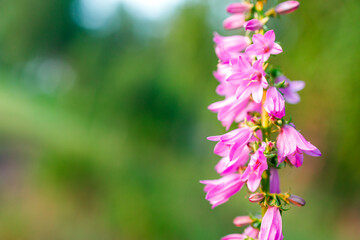 purple flowers in shallow depth of field