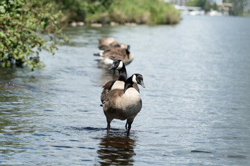 Goose lined up in a lake