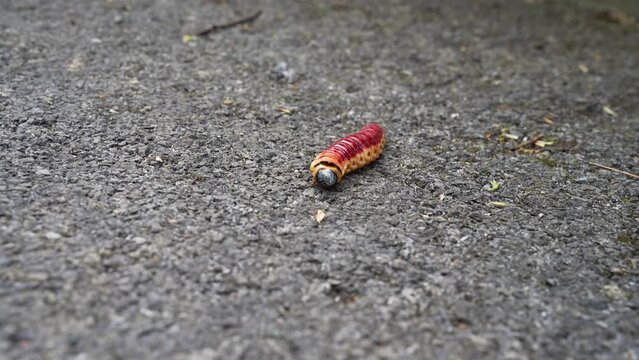 Video of a red caterpillar, also called goat mouth. The scientific term is Cossus cossus. Detailed footage outdoors. The body of the goat mouth caterpillar is moving.
