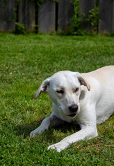 A white Labrador lies in the grass