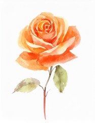 Obraz premium Hand drawn watercolor orange rose flower isolated on white background