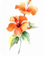 Hand drawn watercolor orange hibiscus flower isolated on white background