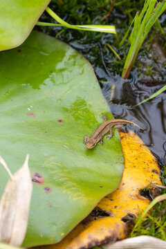Close up of a newt being released into a garden pond