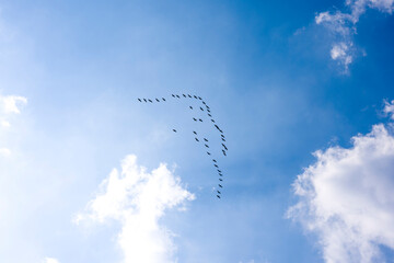 Flock of birds in the cloudy sky.
