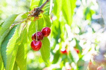 Ripe cherries on a branch in the garden.
