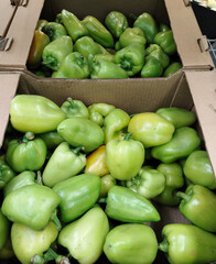 Green bell sweet pepper on supermarket shelves. Capsicum. Vegetables on local farmers market. Retail industry. Discount. Grocery shopping. Greengrocer. Rise price. Food Supplier chain. Inflation. Fall