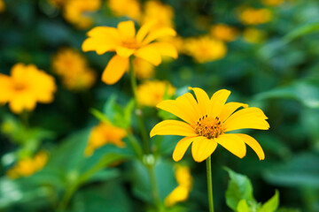 Many blooming yellow flowers against a green background.
