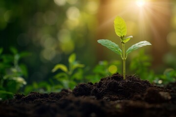 A young plant sprouting from the rich soil, with the sun shining brightly in the background. This illustrates the concept of environmental protection, ecology and nature.