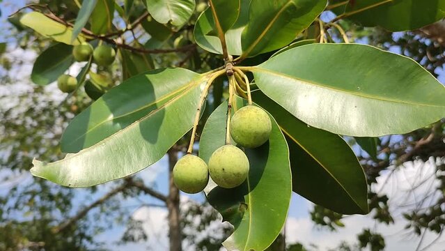 calopilium plant wiyh fruits