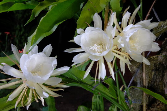 
Wijaya kusuma flower (Epiphyllum oxypetalum) is a plant that is a type of cactus. This plant is epiphytic, which means it can grow on the surface of other plants