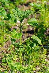 Close up of plant at Swiss farm on a sunny hot late spring day at Swiss City of Zürich. Photo taken June 18th, 2024, Zurich, Switzerland.