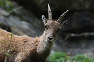 Stambecco