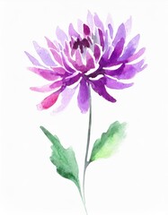 Hand drawn watercolor purple chrysanthemum flower isolated on white background