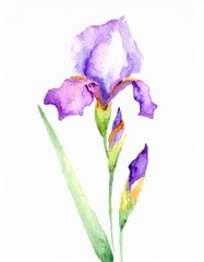 Hand drawn watercolor purple iris flower isolated on white background
