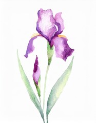 Hand drawn watercolor purple iris flower isolated on white background