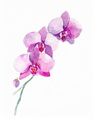 Naklejka premium Hand drawn watercolor purple orchid flower isolated on white background