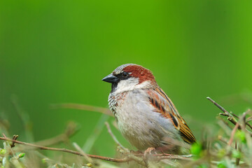 closeup of a House sparrow standing on a tree..