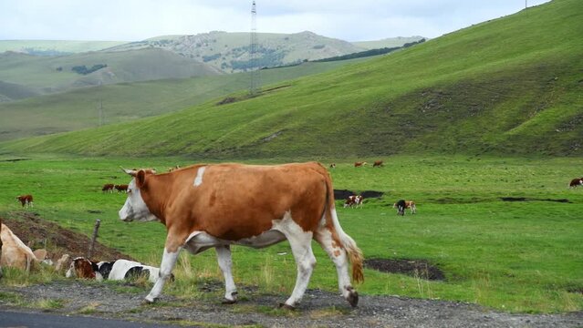 Cows walking and eating grass on the Dada Line grassland in Keshiketeng Banner