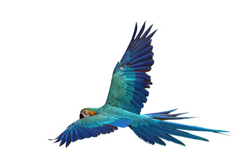 Colorful flying Blue and Gold Macaw parrot isolated on transparent background png file