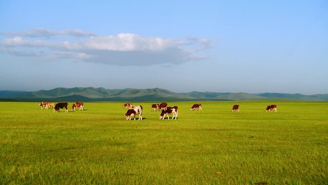 Cows walking and eating grass on the Dada Line grassland in Keshiketeng Banner
