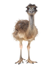 Cute young emu bird front view