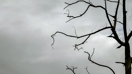 Bare, twisted tree branches against gloomy, overcast sky, evoking sense of eerie stillness. Concept of Halloween, desolation, and the macabre, capturing the spooky and haunting atmosphere. Copy space