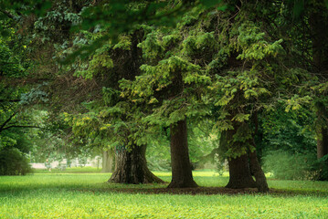 Summer park well-groomed lawn with trees and shrubs