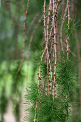 Descending branches of Larch in close-up.