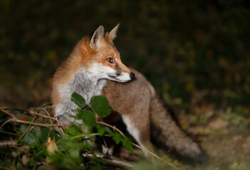 Portrait of a young red fox standing in a forest at night