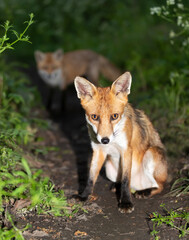 Portrait of a cute red fox cub sitting in a forest