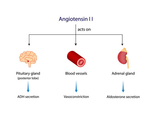 Angiotensin II acts on blood vessels, Adrenal gland and Pituitary gland. Renin-Angiotensin-Aldosterone System, RAAS. Vector illustration.