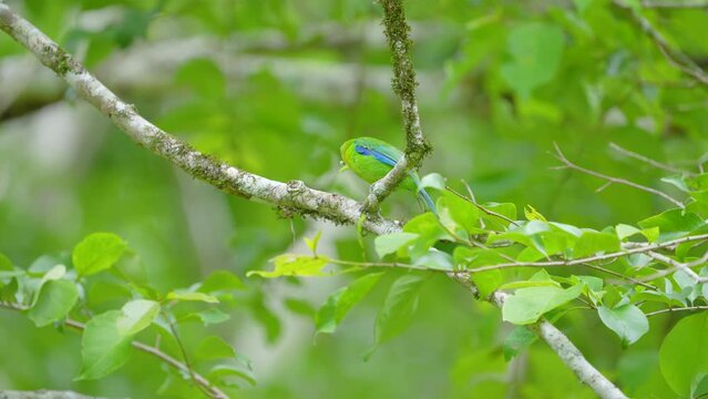 Leafbird look for insects to eat on tree branches.