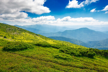 Naklejka premium nature scenery with alpine grassy meadow of chornohora ridge in dappled light. carpathian mountain landscape of ukraine under sky with clouds in summer. popular travel destination of transcarpathia