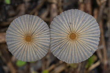 mushroom in the forest