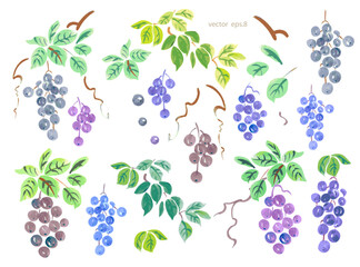 collection of bunches of purple and blue grapes with leaves isol