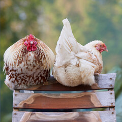 Rooster and young white chicken sitting on top of chair, isolated on blurred garden background