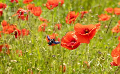 Naklejka premium Champ de coquelicots