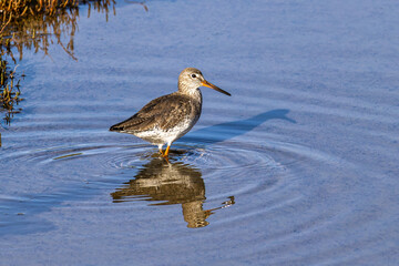Spotted Redshank, Tringa erythropus looking for food in a beach at Quinta do Lago, Ria Formosa in Portugal
