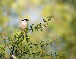 Oiseau mangeant un insecte