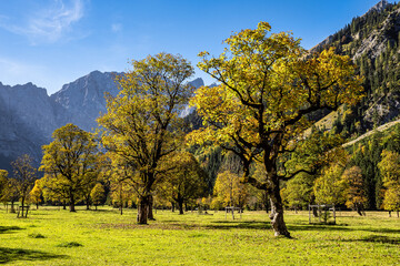 maple trees at Ahornboden, Karwendel mountains, Tyrol, Austria