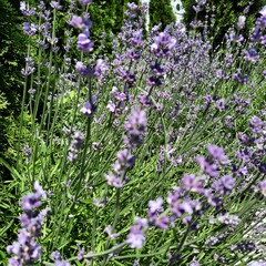 lavender in the garden
