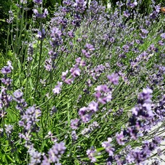 flowers of lavender