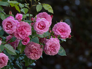 Blühende gefüllte Rosen im Park