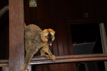Crowned lemur (Eulemur coronatus) eating fruits