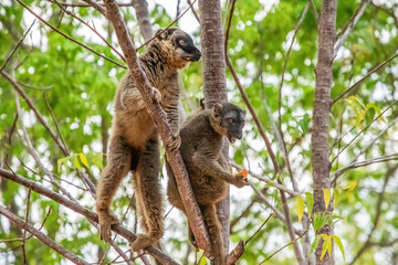 Common brown lemur (Eulemur fulvus) with orange eyes.
