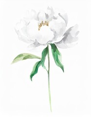 Fototapeta premium Hand drawn watercolor white peony flower isolated on white background