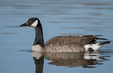 canada goose swimming in water